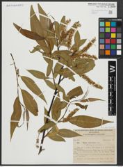 Foto von Salix alba L. x Salix fragilis L.